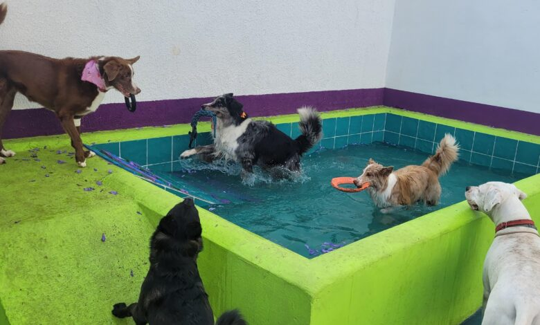 Blu Dog oferece espaços amplos, atividades para os pets e todo cuidado com seu animal de estimação