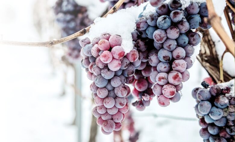 Vinho